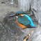 新年初のカワセミ