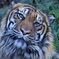 東山動植物園のとら