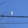 電線の白鳥