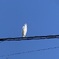 電線の白鳥2