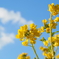 冬空の菜の花