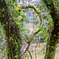 Moss-covered trees
