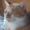我が家のオス猫