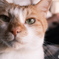 うちのオス猫