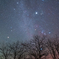 枝の向こうのシリウス