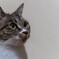 猫も正月