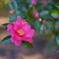 山茶花