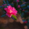 山茶花