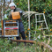 harvest