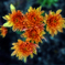 ❀orange-yellow