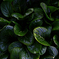 deep green