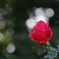 冬の薔薇