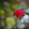 冬の薔薇