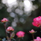冬の薔薇