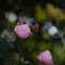 冬の薔薇