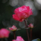 冬の薔薇