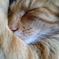 愛猫野良