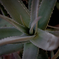 Aloe vera.