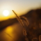 猫じゃらしと夕陽