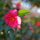 山茶花