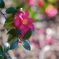山茶花
