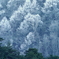 霧氷