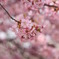 2009桜