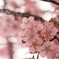 2009桜