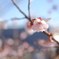 四季桜