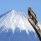 トンビと富士山