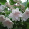 公園の花