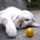 猫とプチトマト