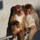 円山動物園 ニホンザル