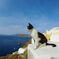 エーゲ海猫10