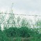 曇り空に、ゆれる