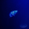 海中のあかり