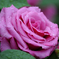 薔薇