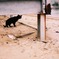 くろねこ