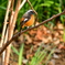 野鳥撮影  その2