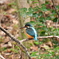 野鳥撮影  その3