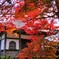 永源寺　紅葉