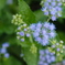 blue mistflower