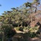 日本庭園