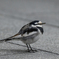 A bird