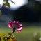 離宮公園の薔薇