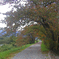 Tunnel of Cherry Trees