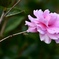 一輪の花