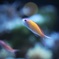 アクアリウムの生き物