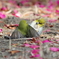 花場所(1)