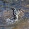 ヒヨドリの水浴び①